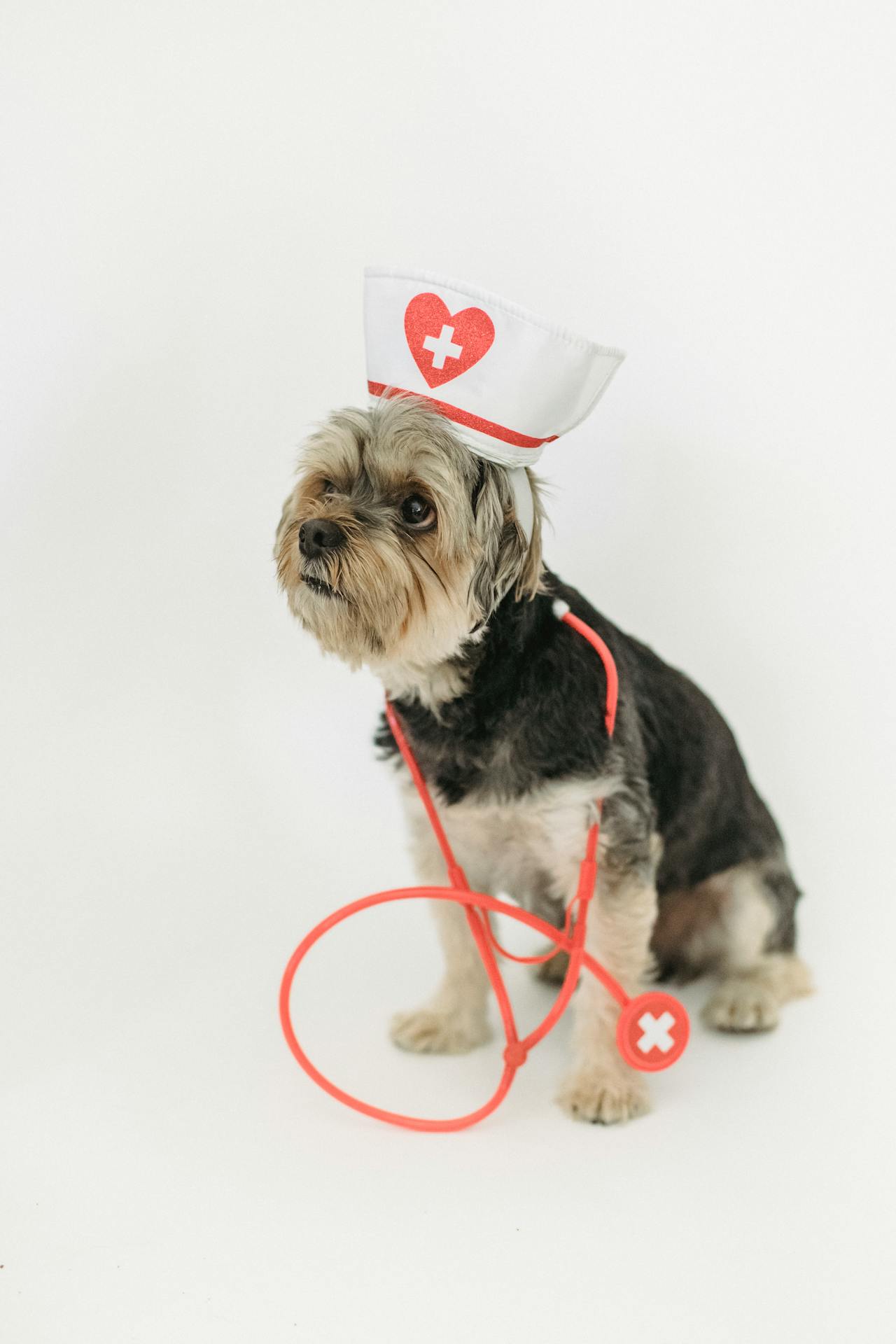 Pet Supplements