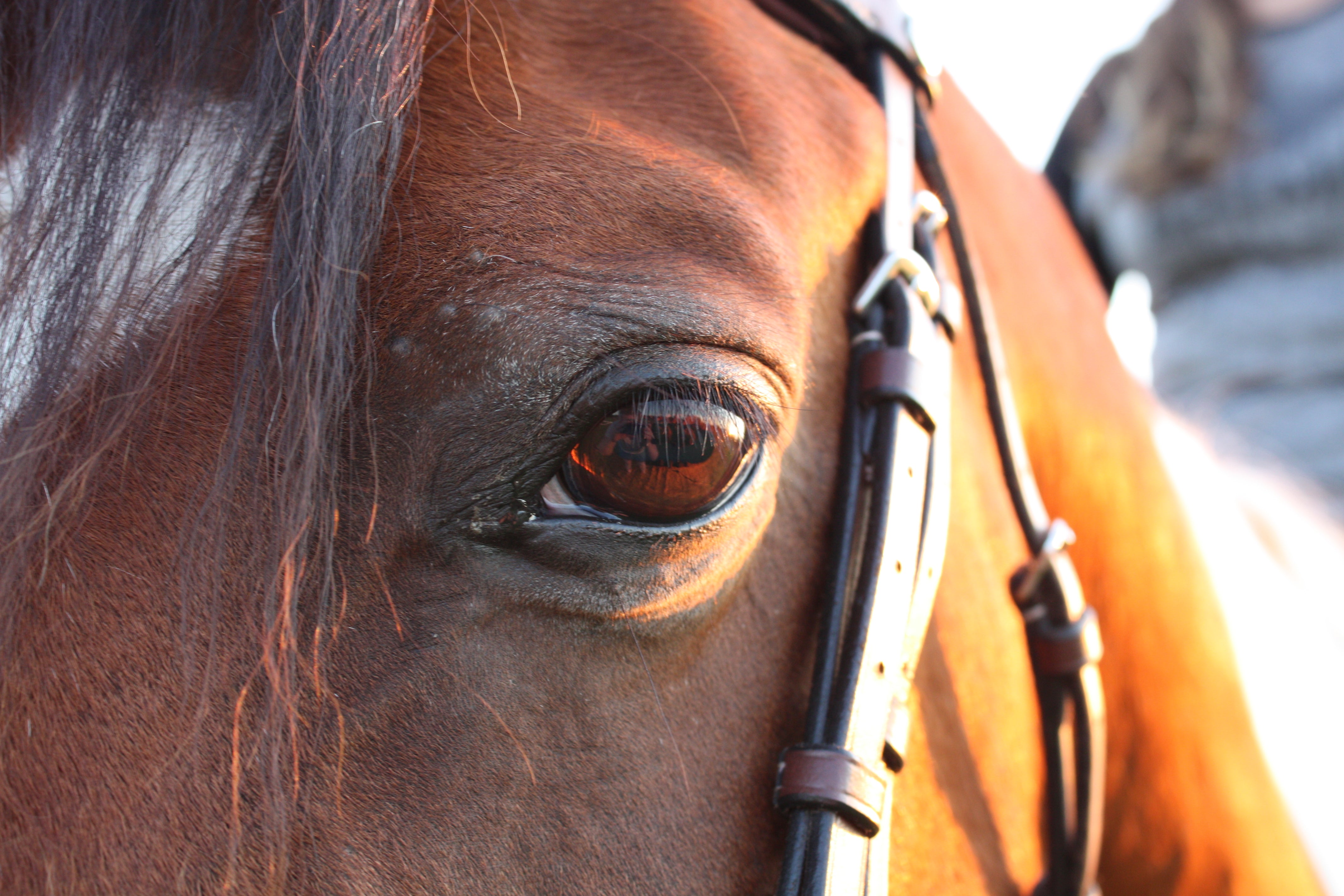 English Bridle Accessories