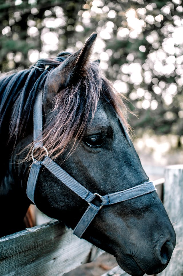 Halters