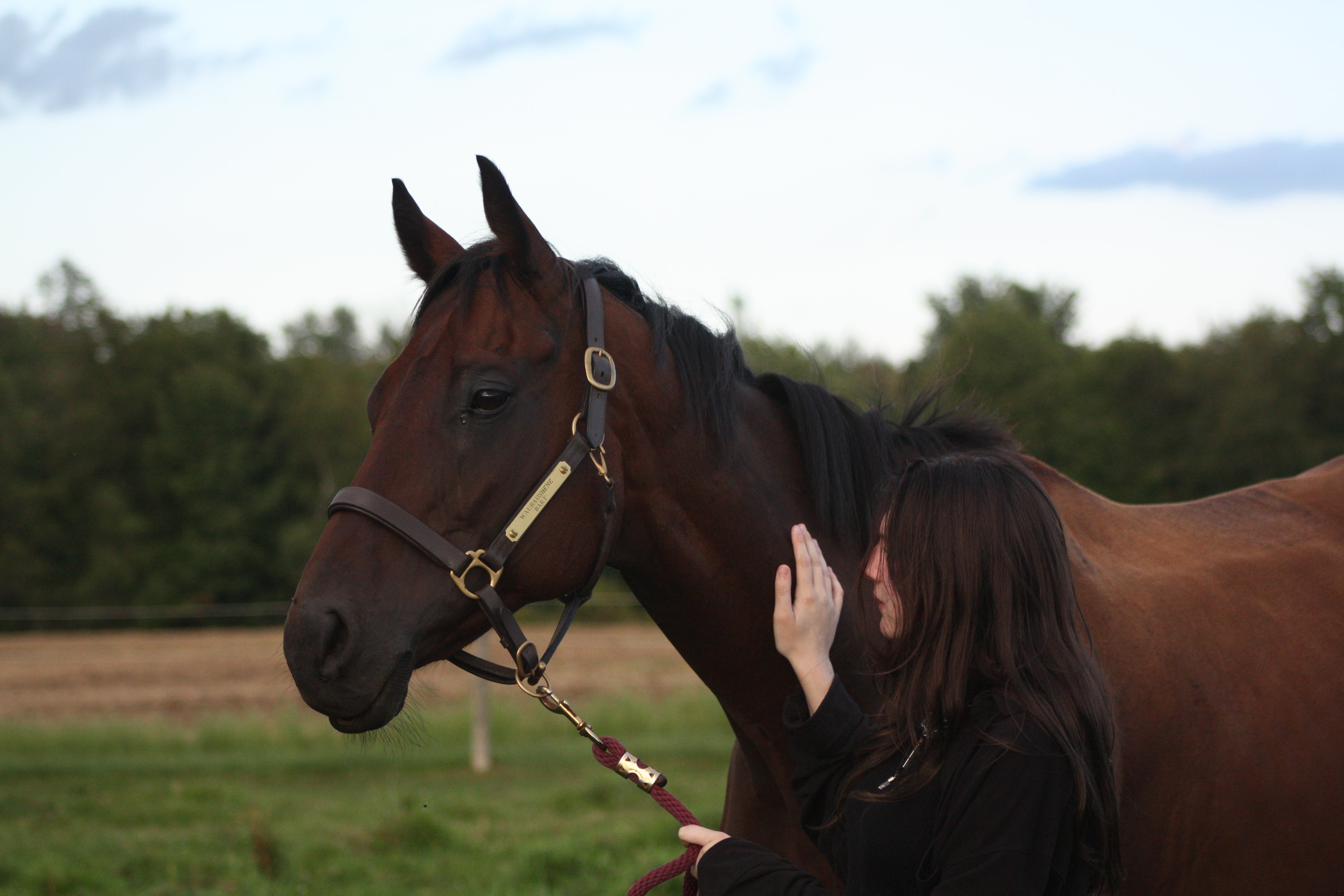 Halters & Leads
