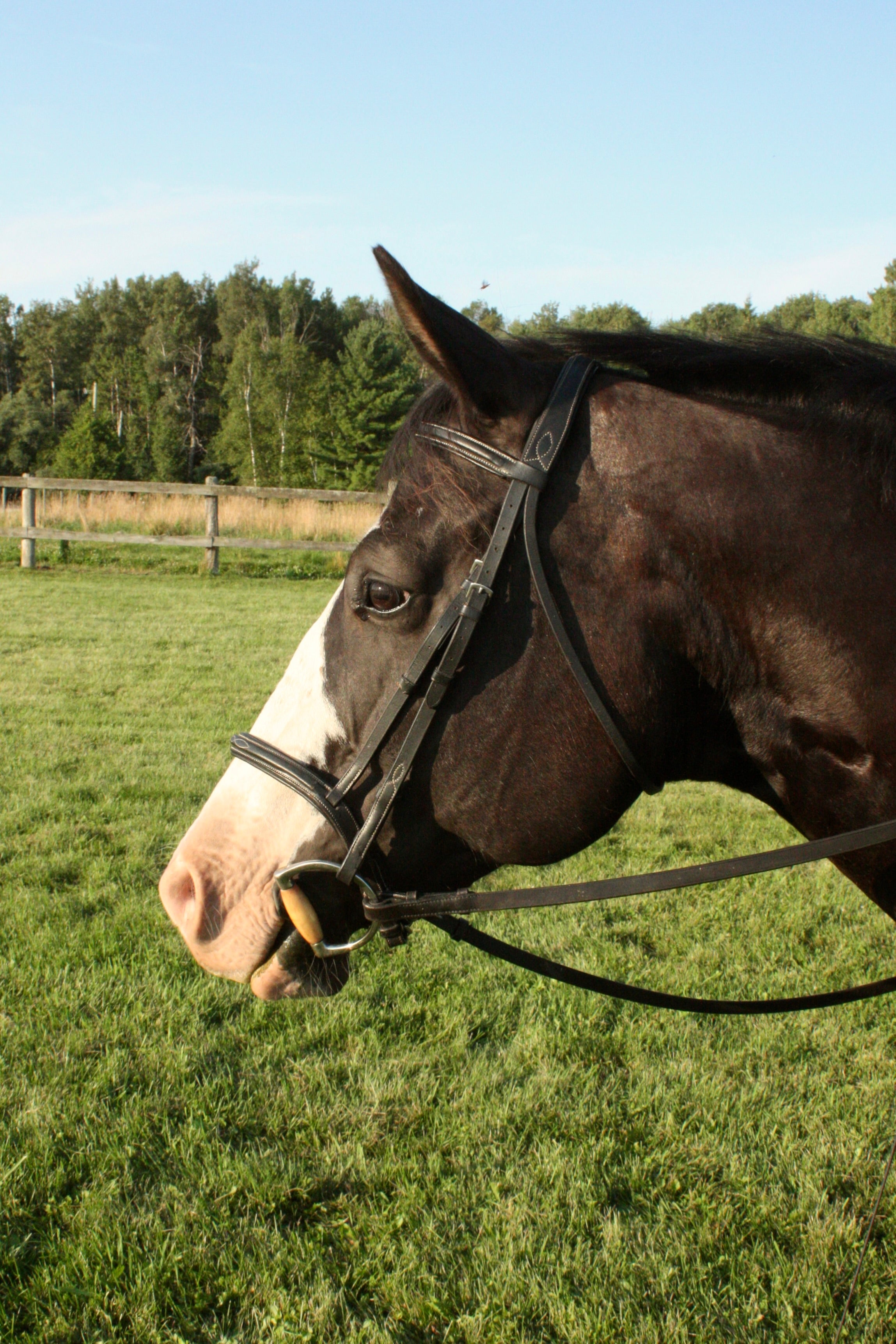 Hunter Bridles