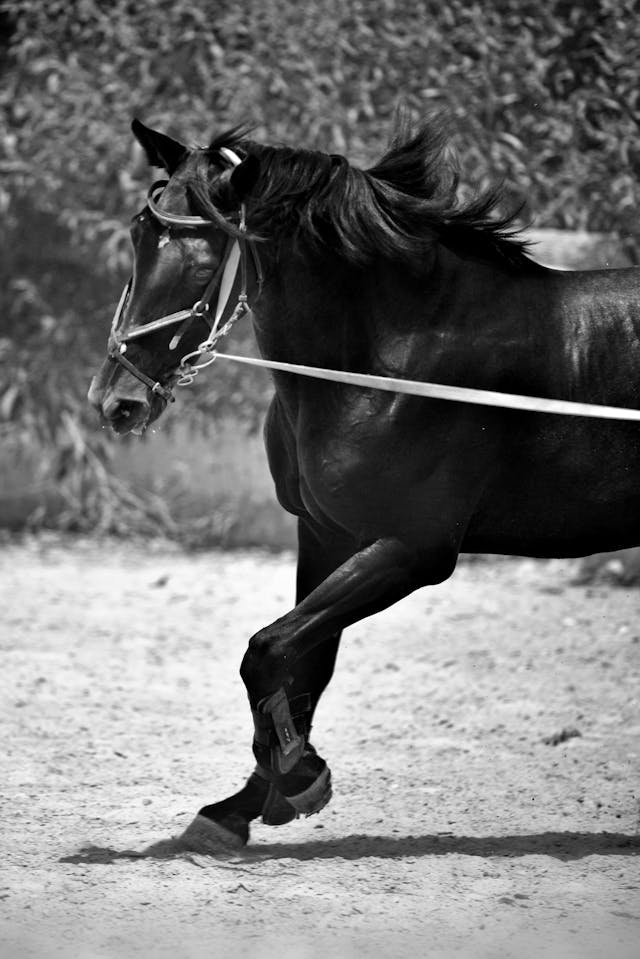 Lunging & Long Lining
