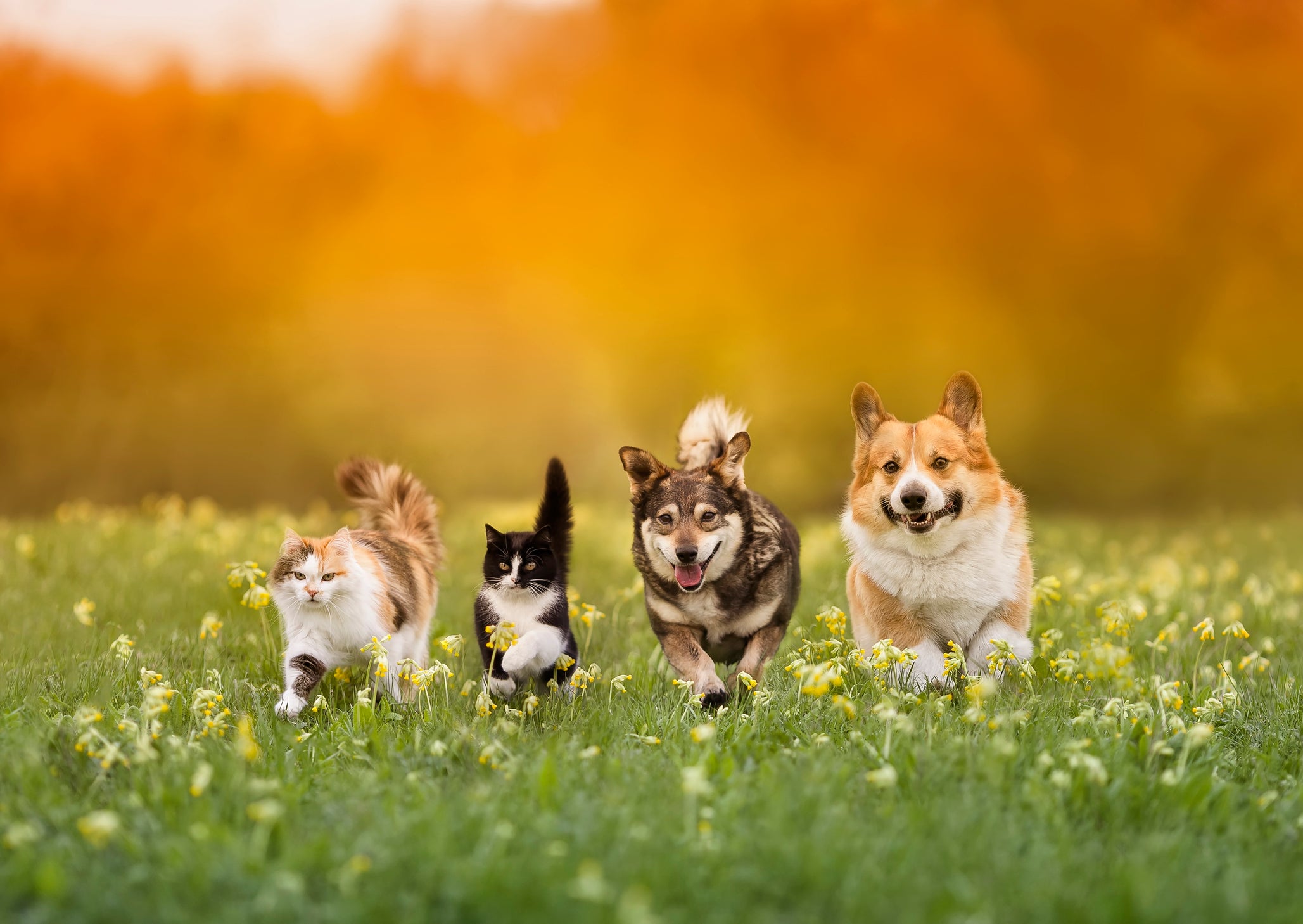 Pet Products
