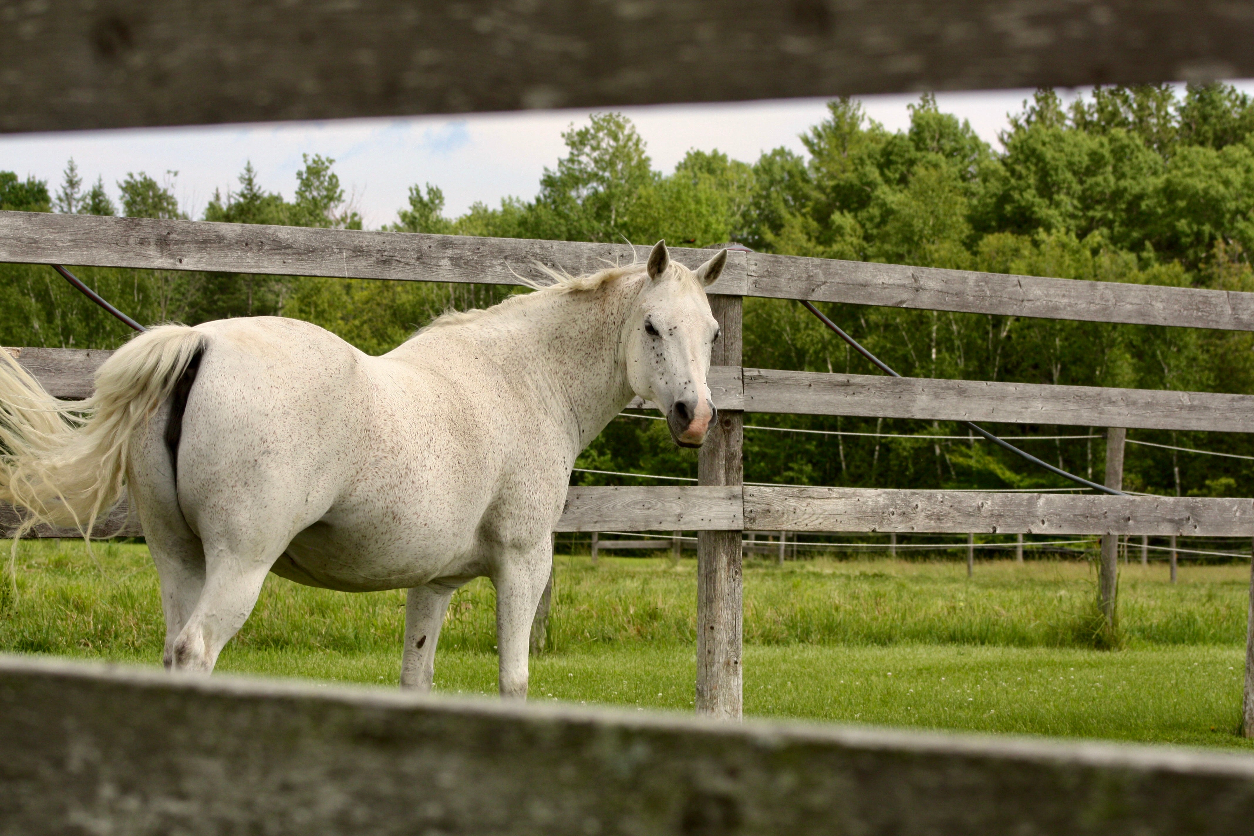 Equine Products