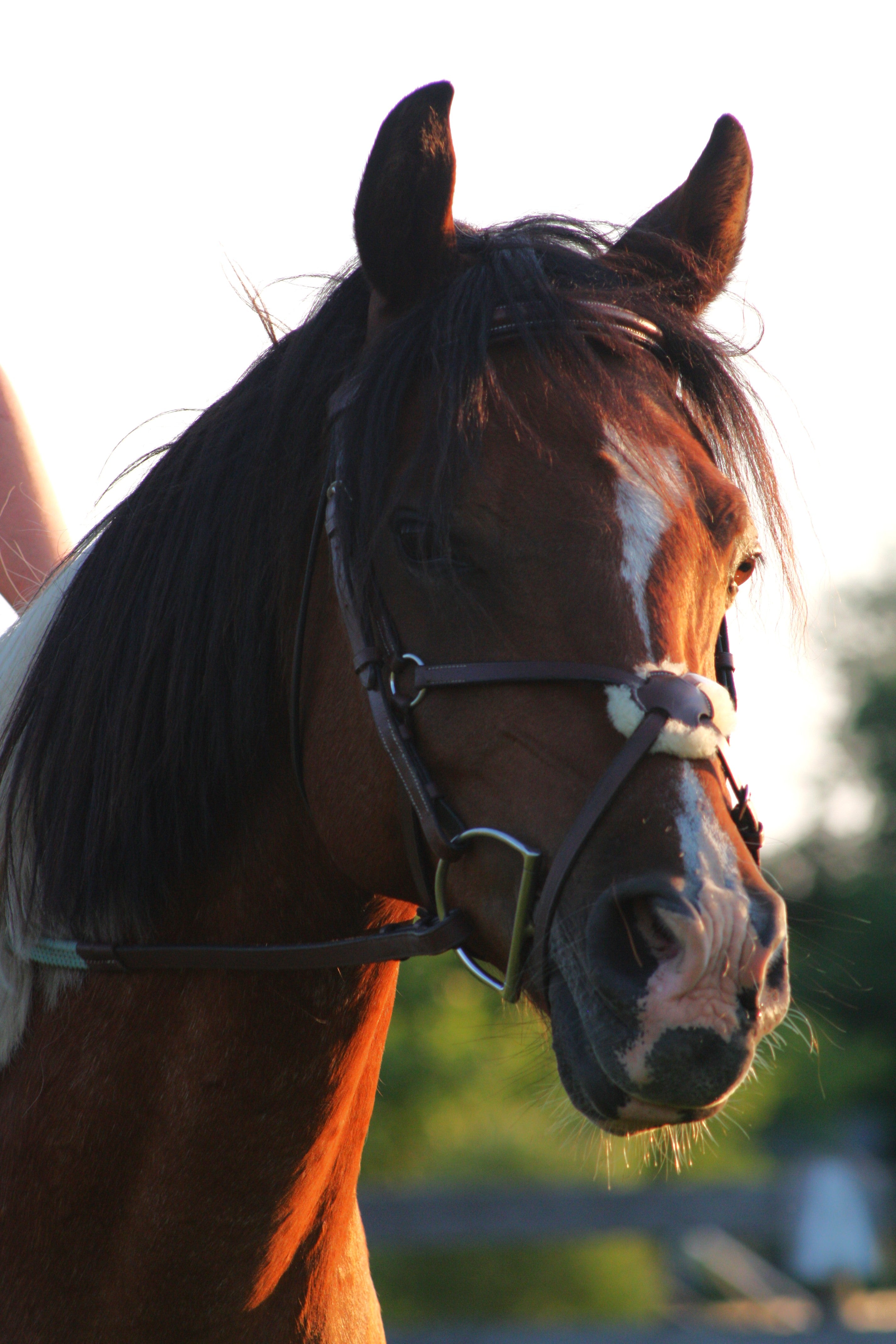 English Bridles