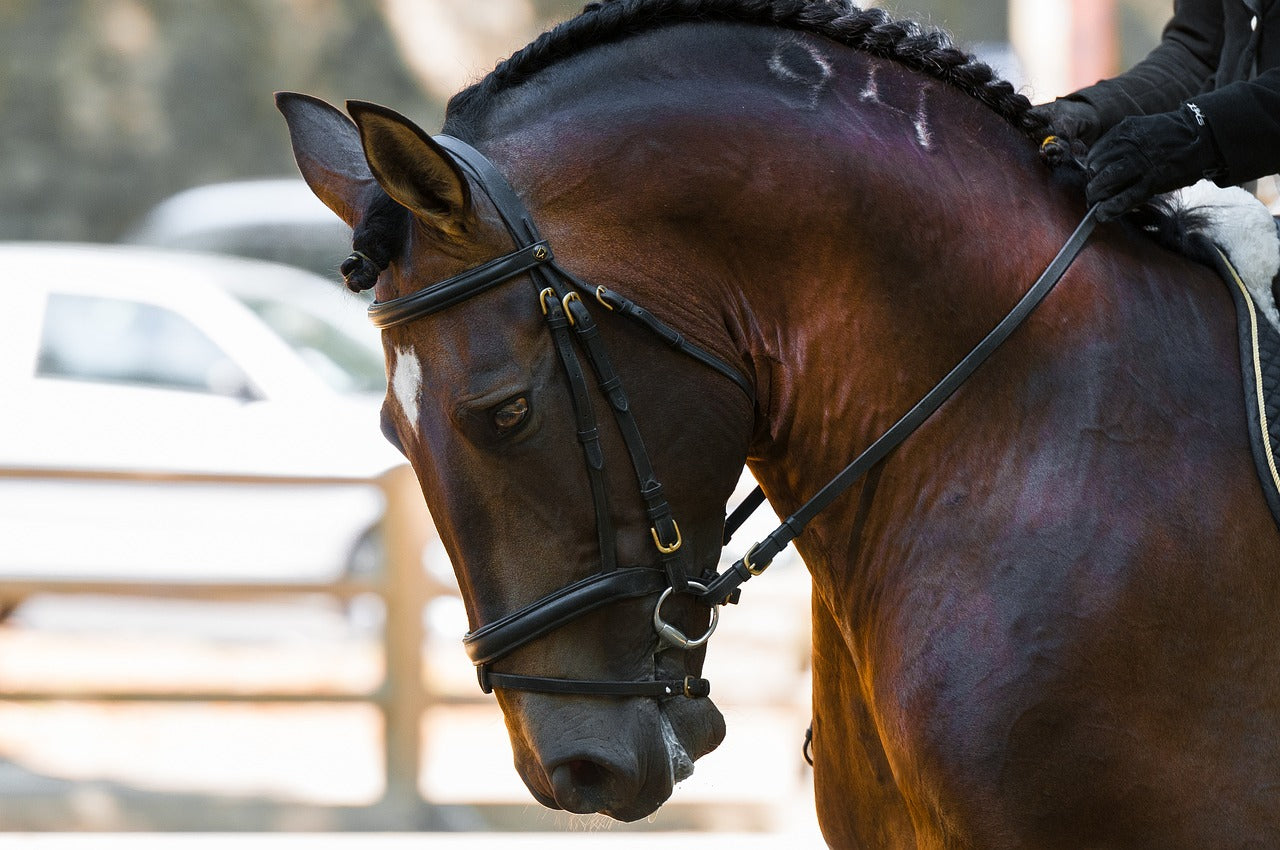 Dressage Bridles