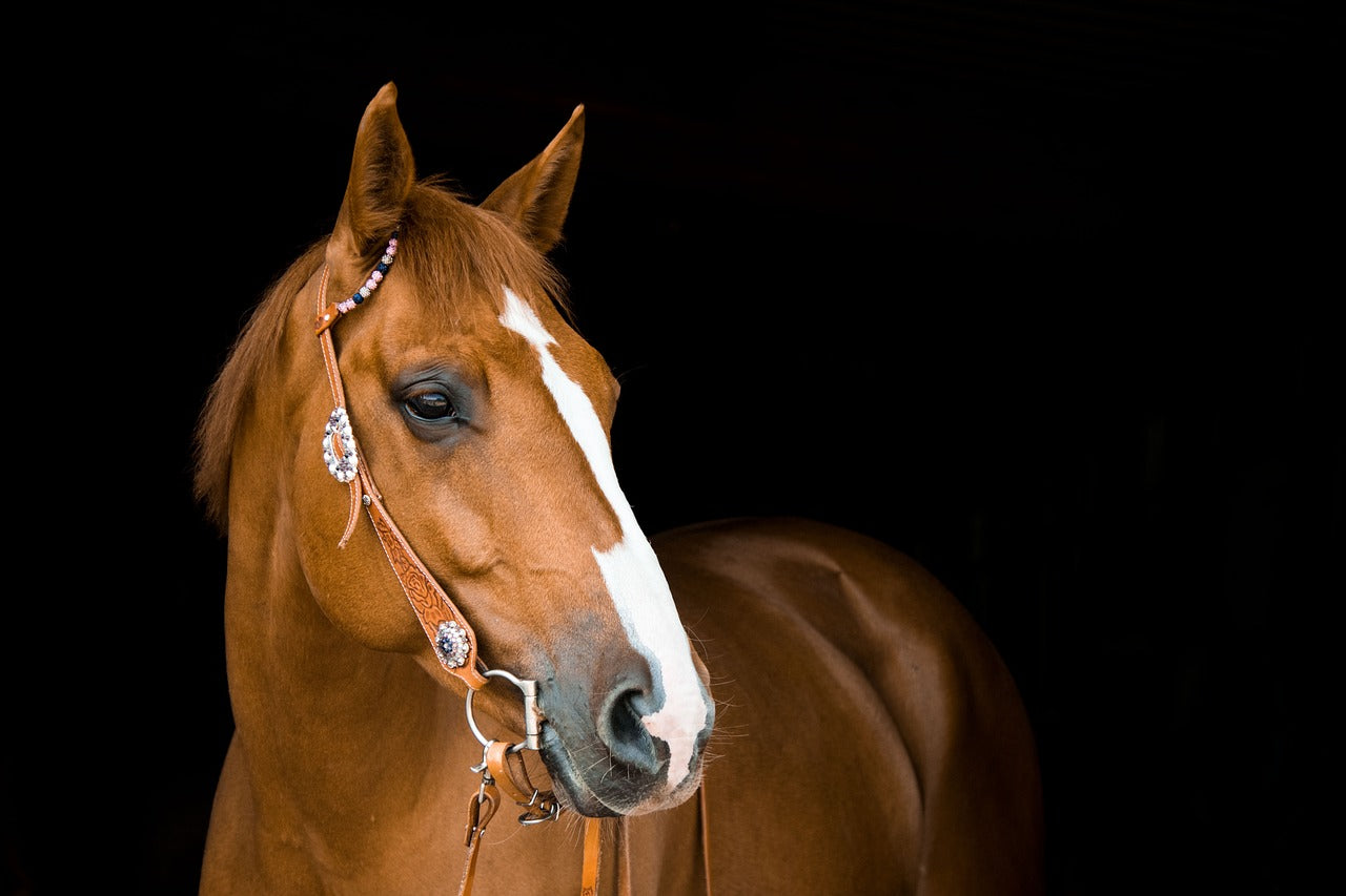 Western Headstalls