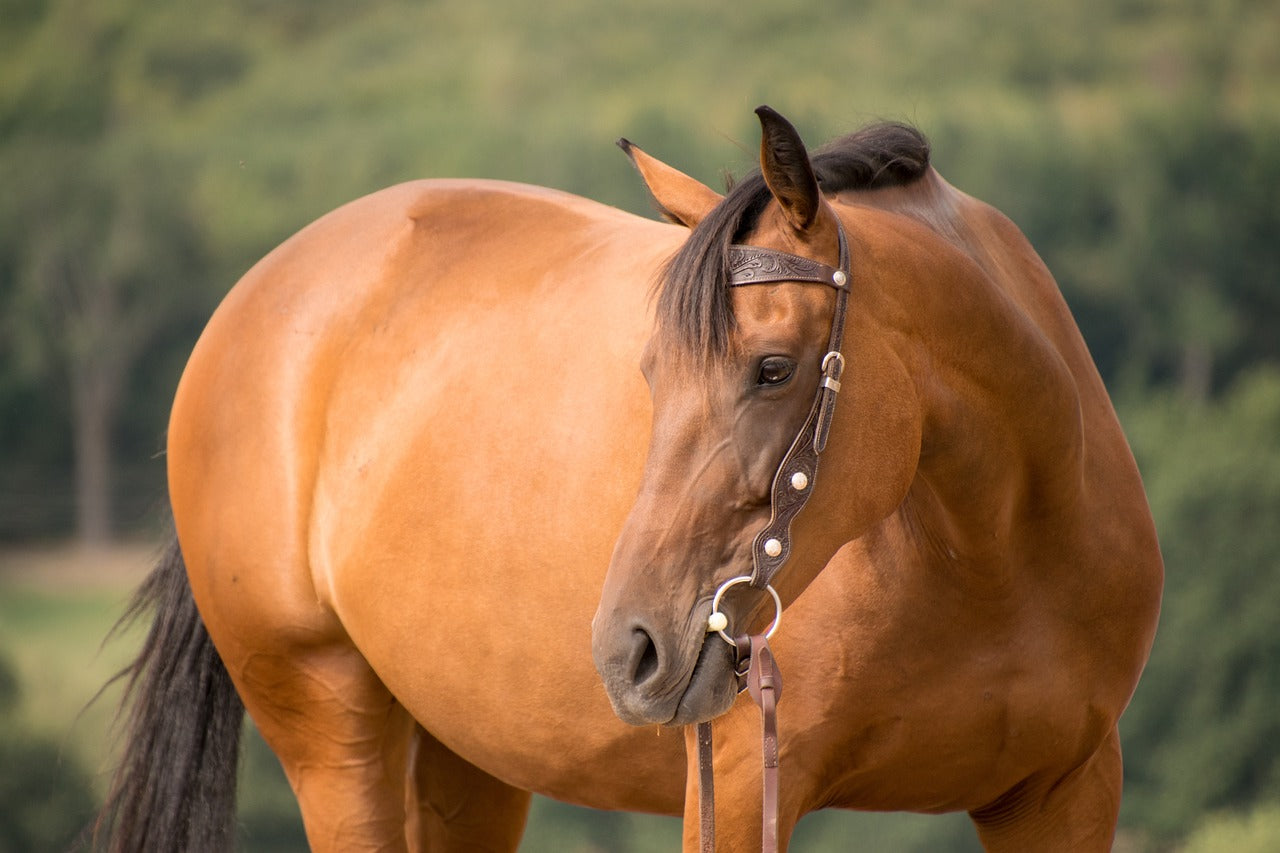 Western Headstall Parts & Accessories