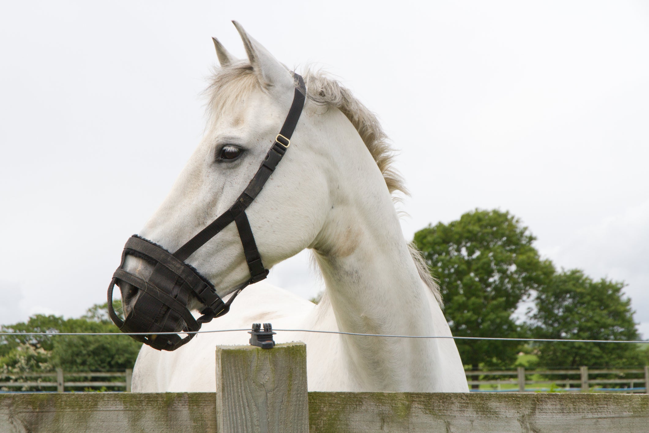 Muzzles & Cribbing Collars