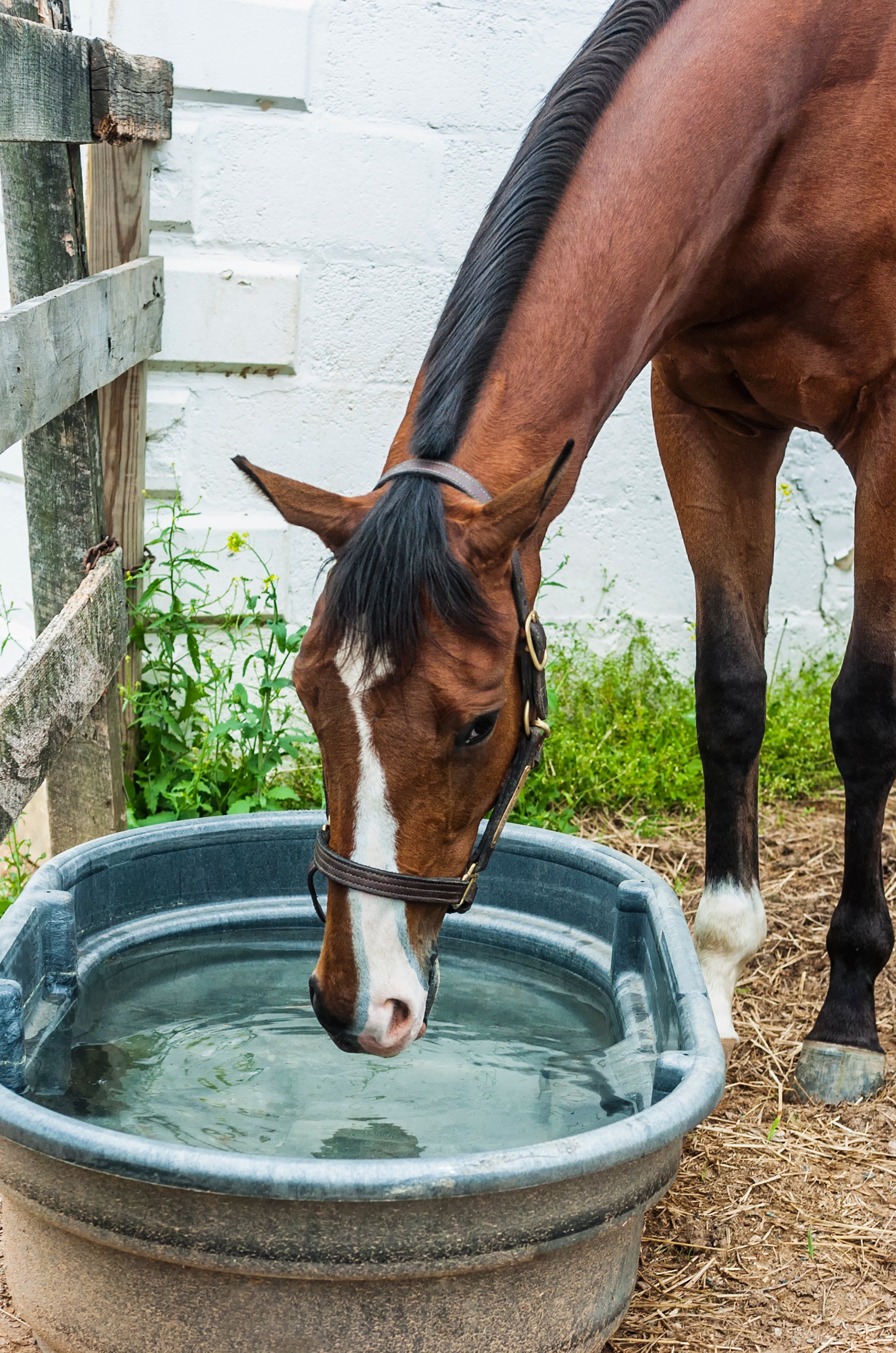 Feeding & Watering