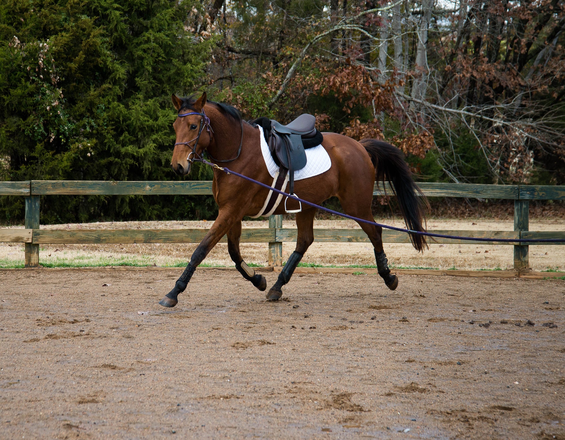 Lunge Lines & Long Lines