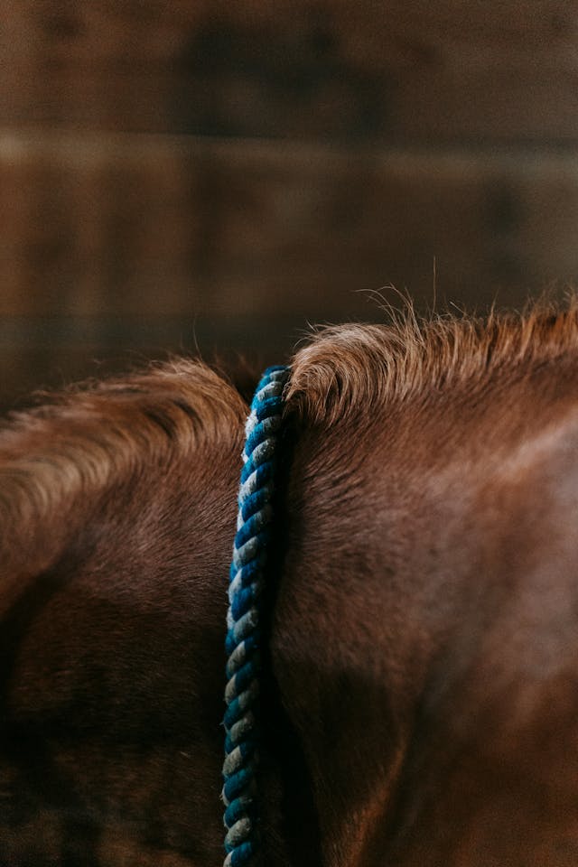 Leads