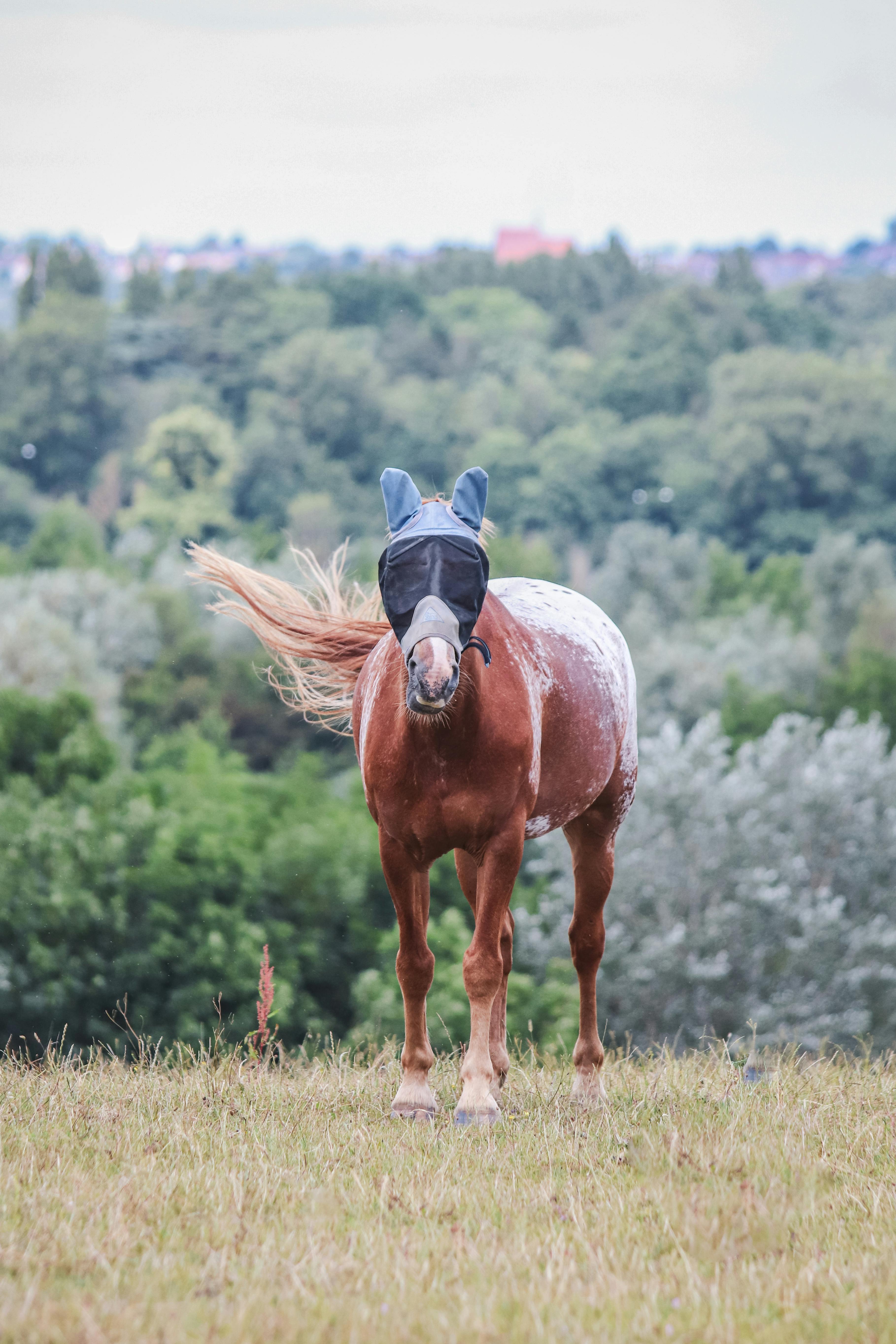Fly Masks and Veils