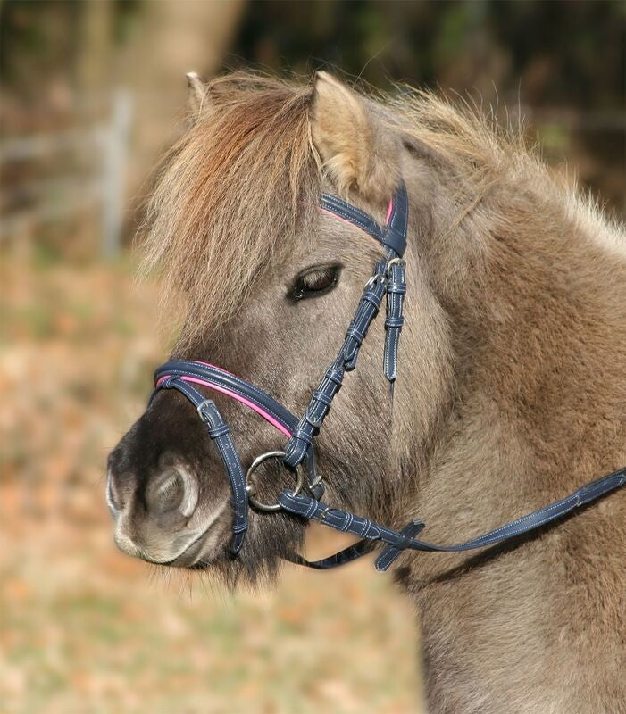 Specialty Bridles