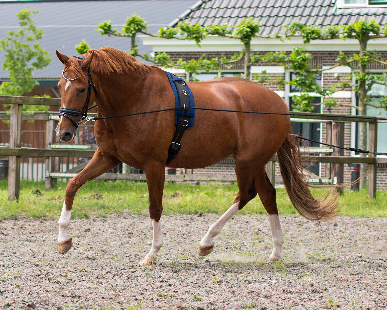 QHP Double Lunge Line