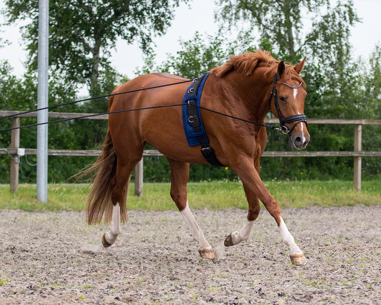 QHP Double Lunge Line