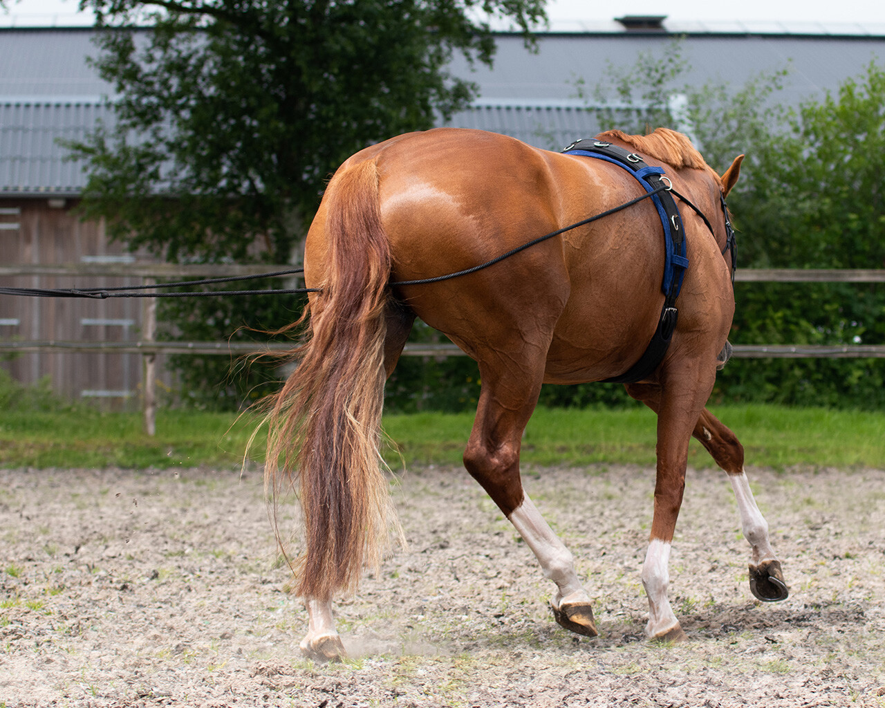 QHP Double Lunge Line