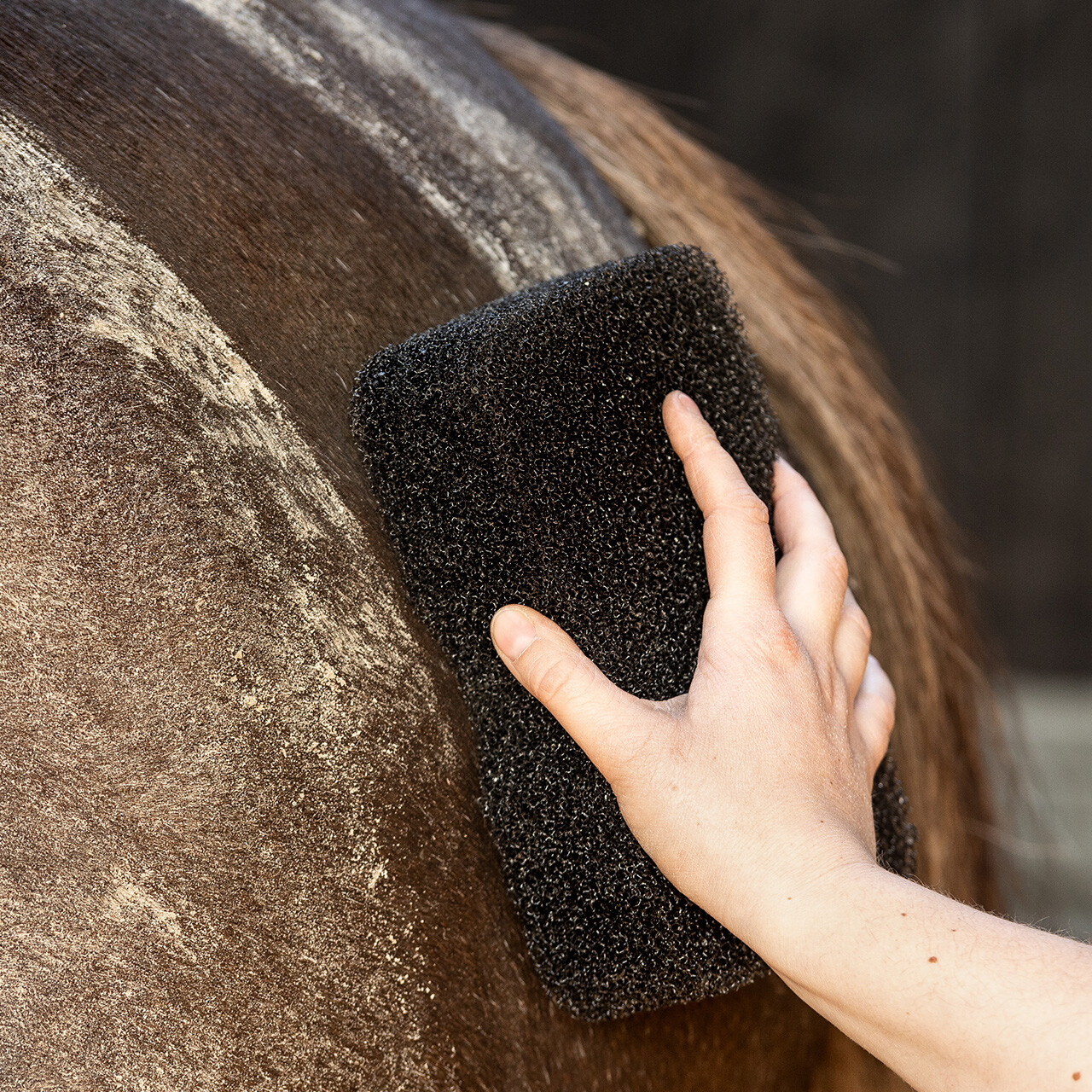 QHP Equi Super Shiner Brush Sponge