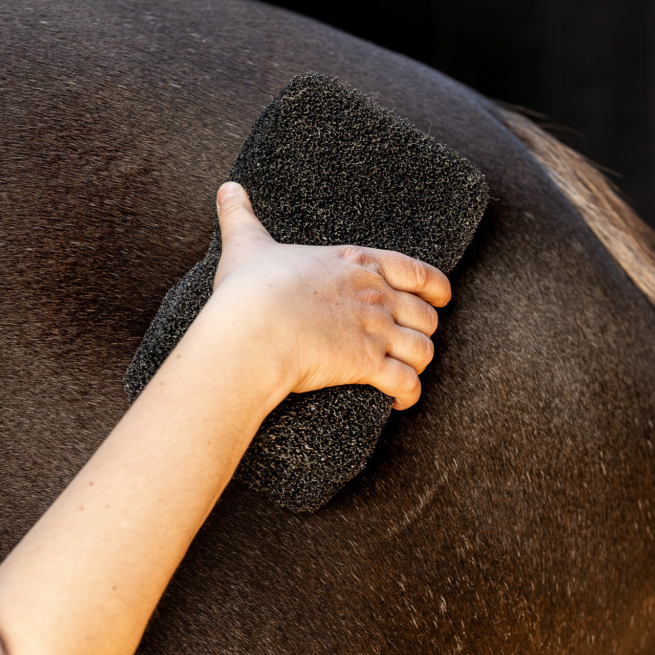 QHP Equi Super Shiner Brush Sponge