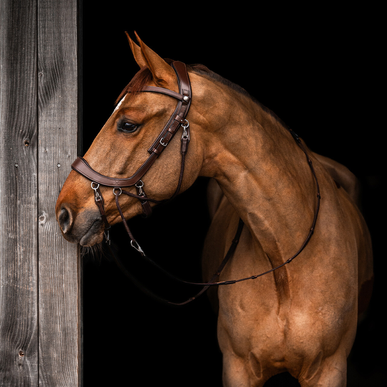 QHP FaySport Bitless Bridle