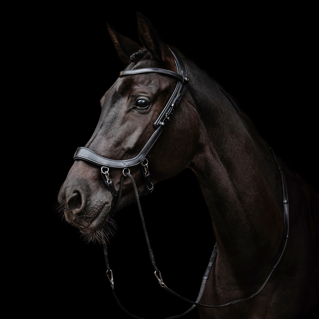 QHP FaySport Bitless Bridle