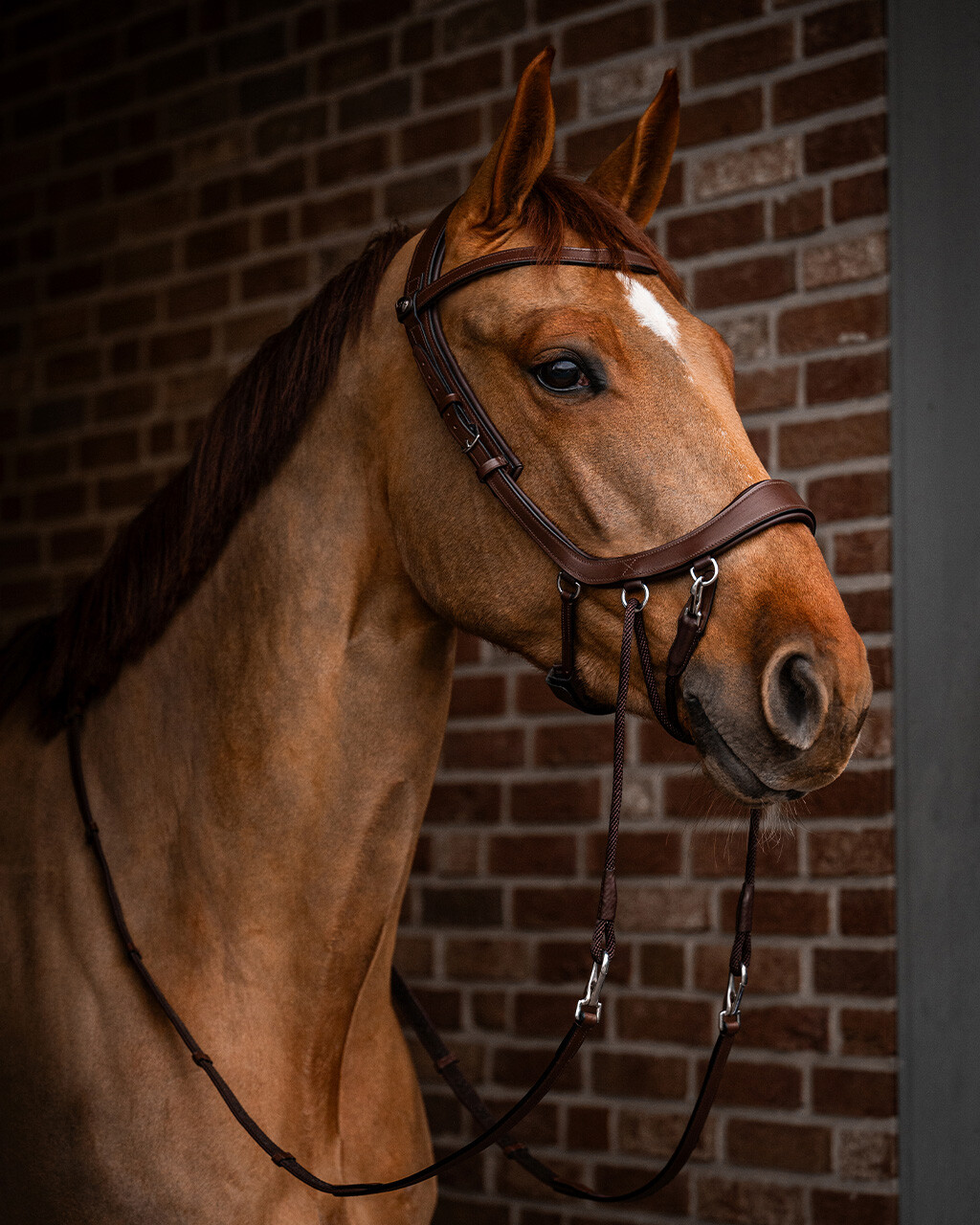 QHP FaySport Bitless Bridle