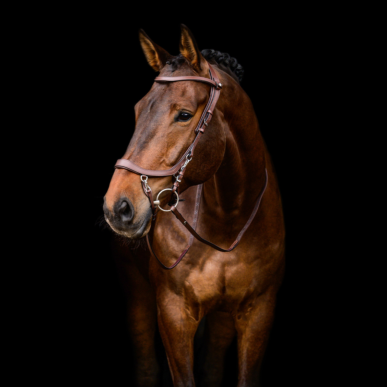 QHP FaySport Bridle