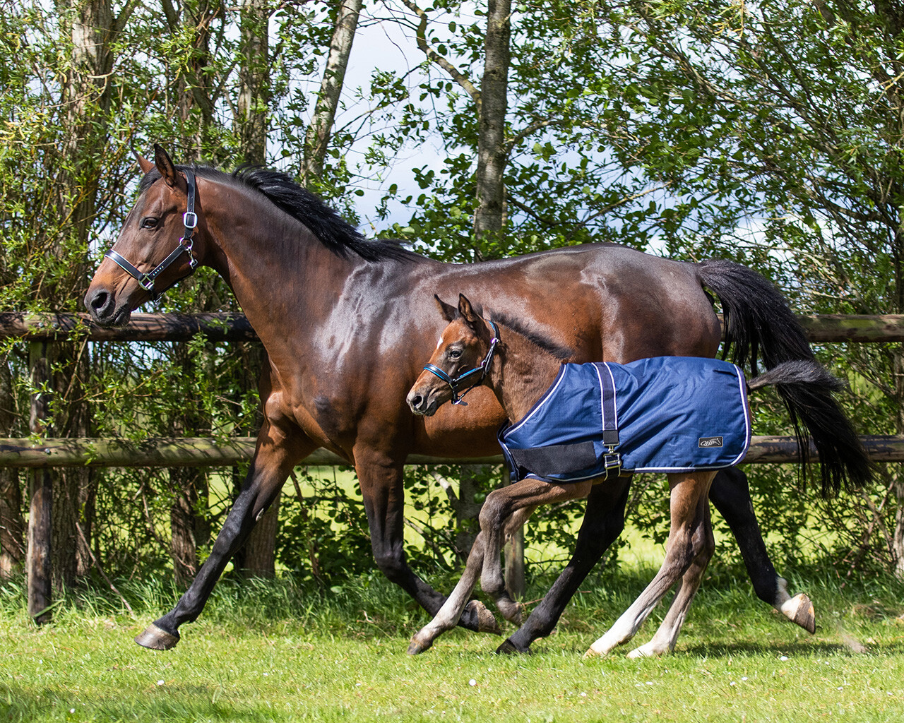 QHP Foal Blanket
