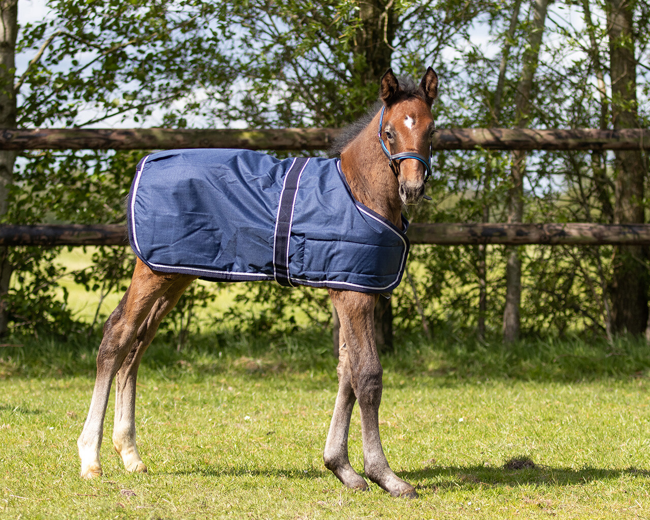 QHP Foal Blanket