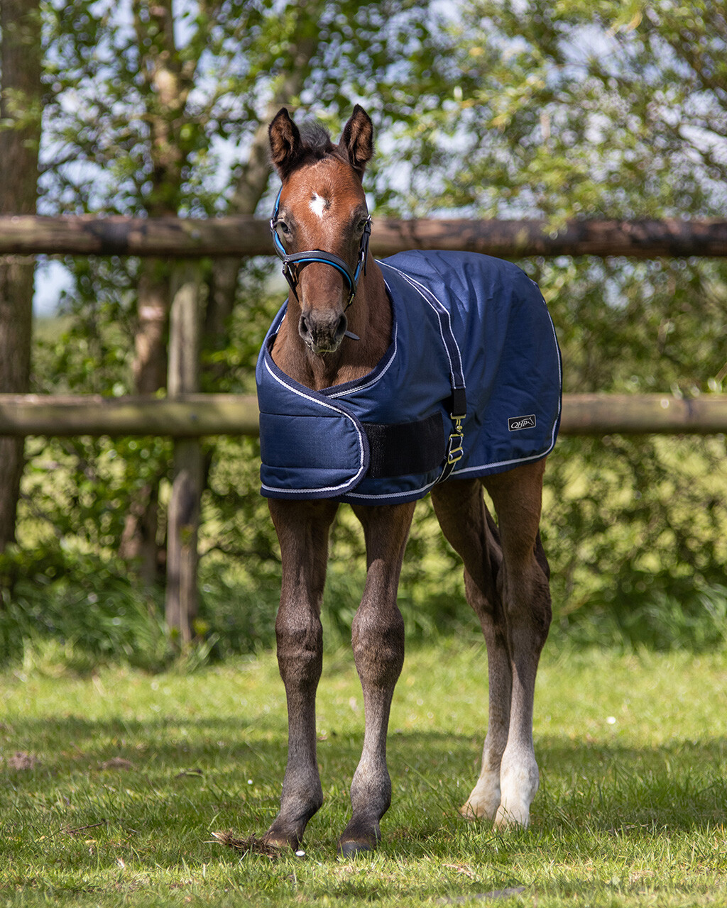 QHP Foal Blanket