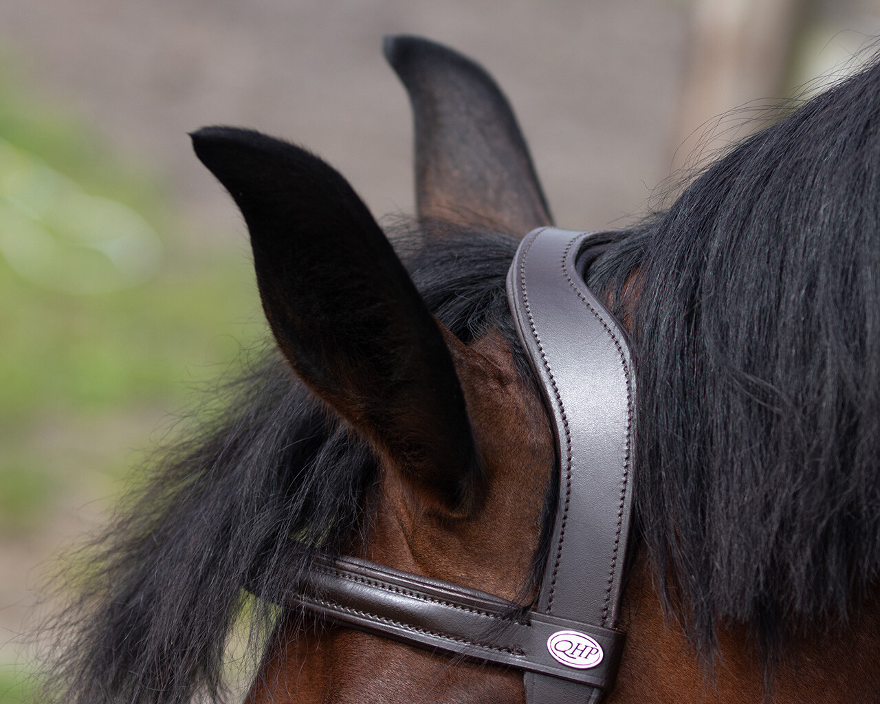 QHP Leather Lunging Cavesson