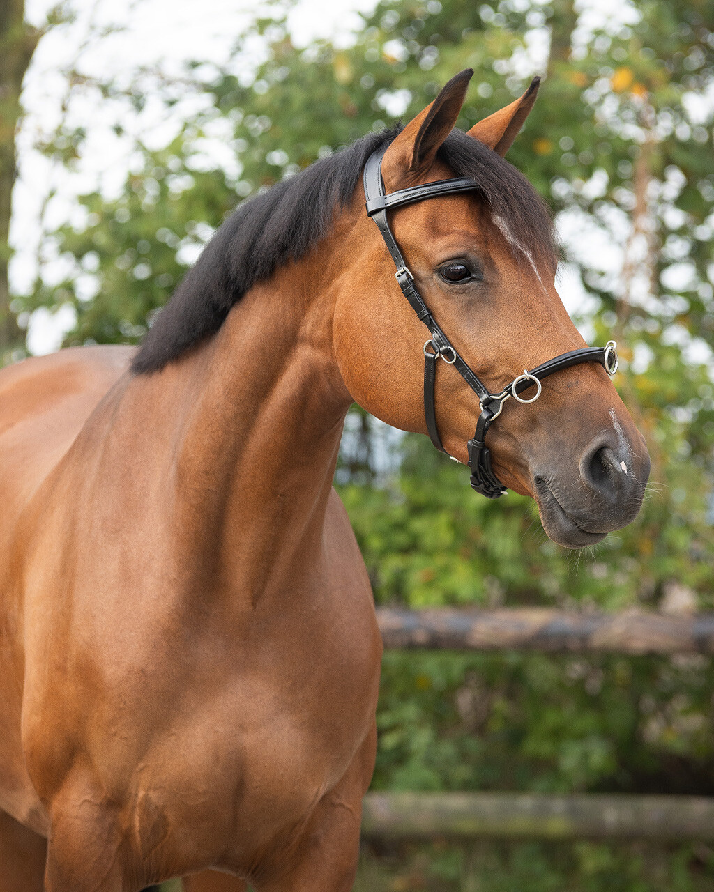 QHP Leather Lunging Cavesson