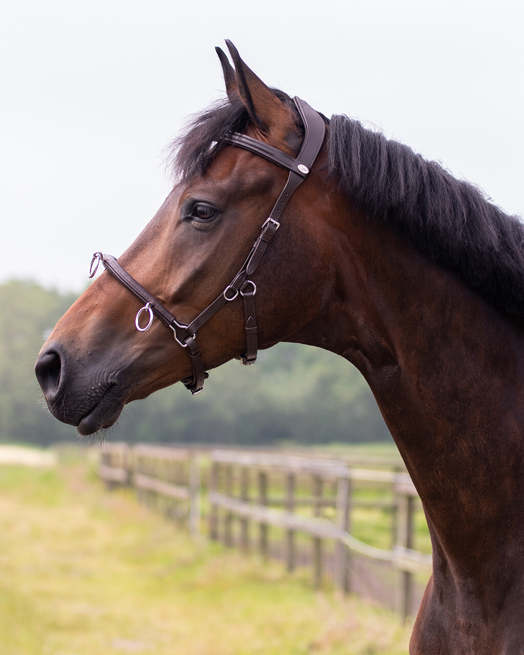 QHP Leather Lunging Cavesson