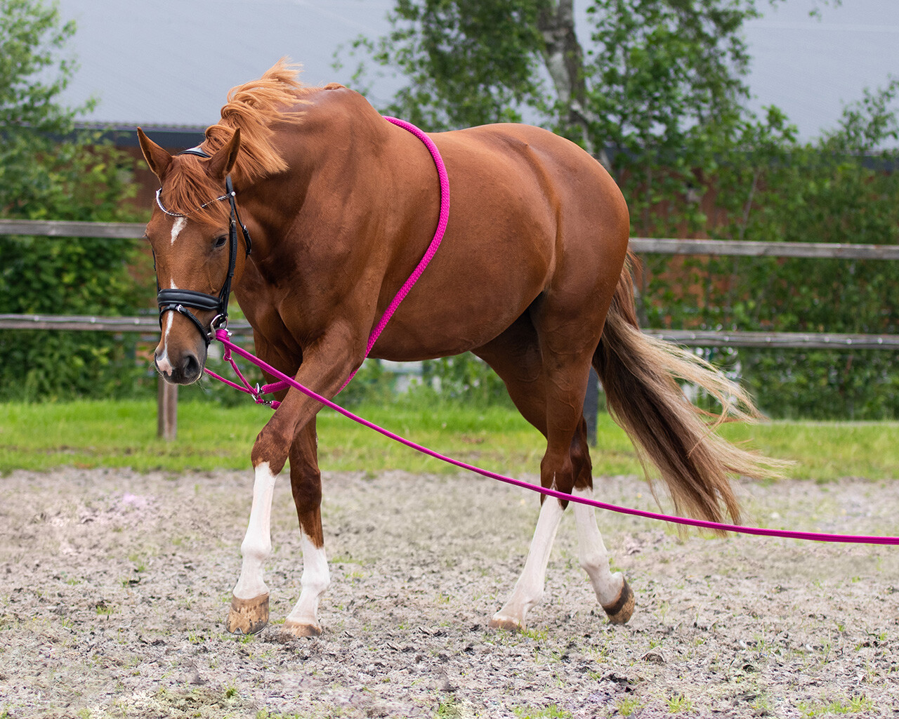 QHP Lunging Aid