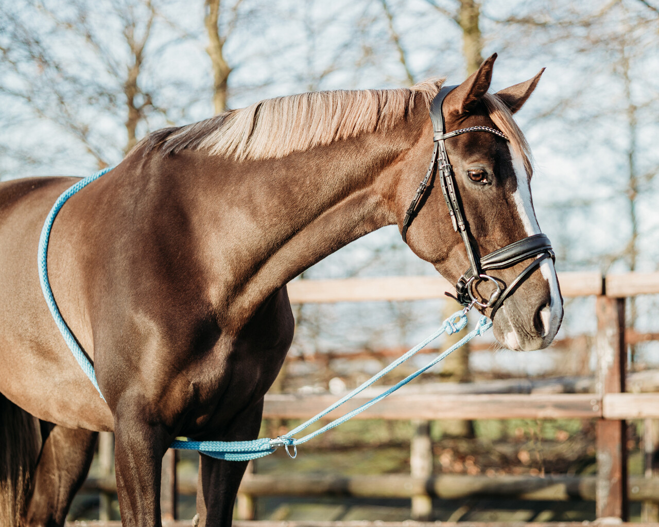QHP Lunging Aid