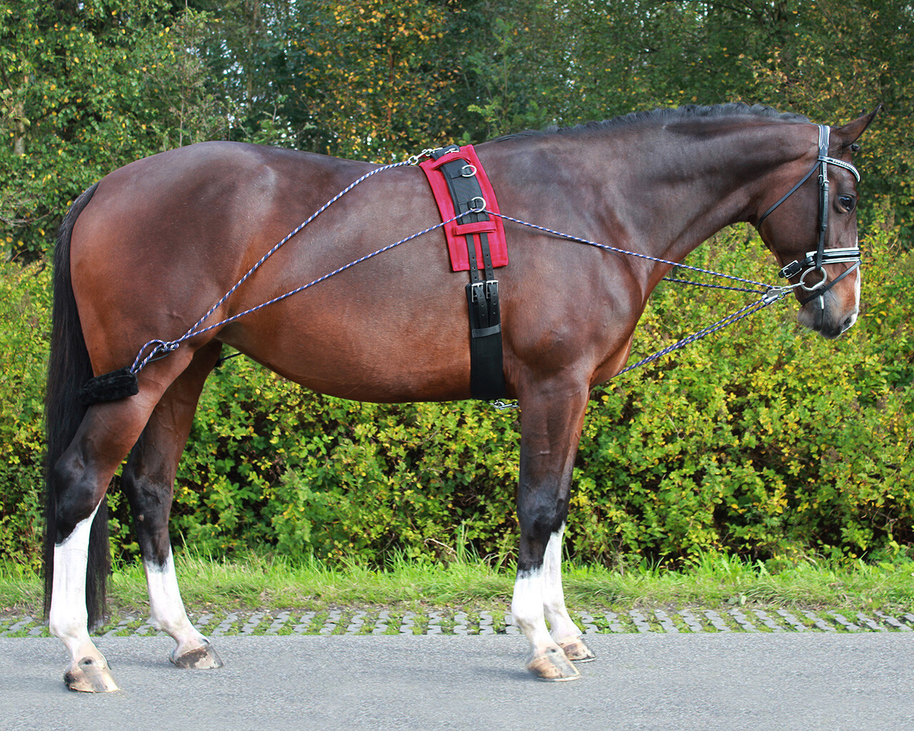 QHP Lunging System
