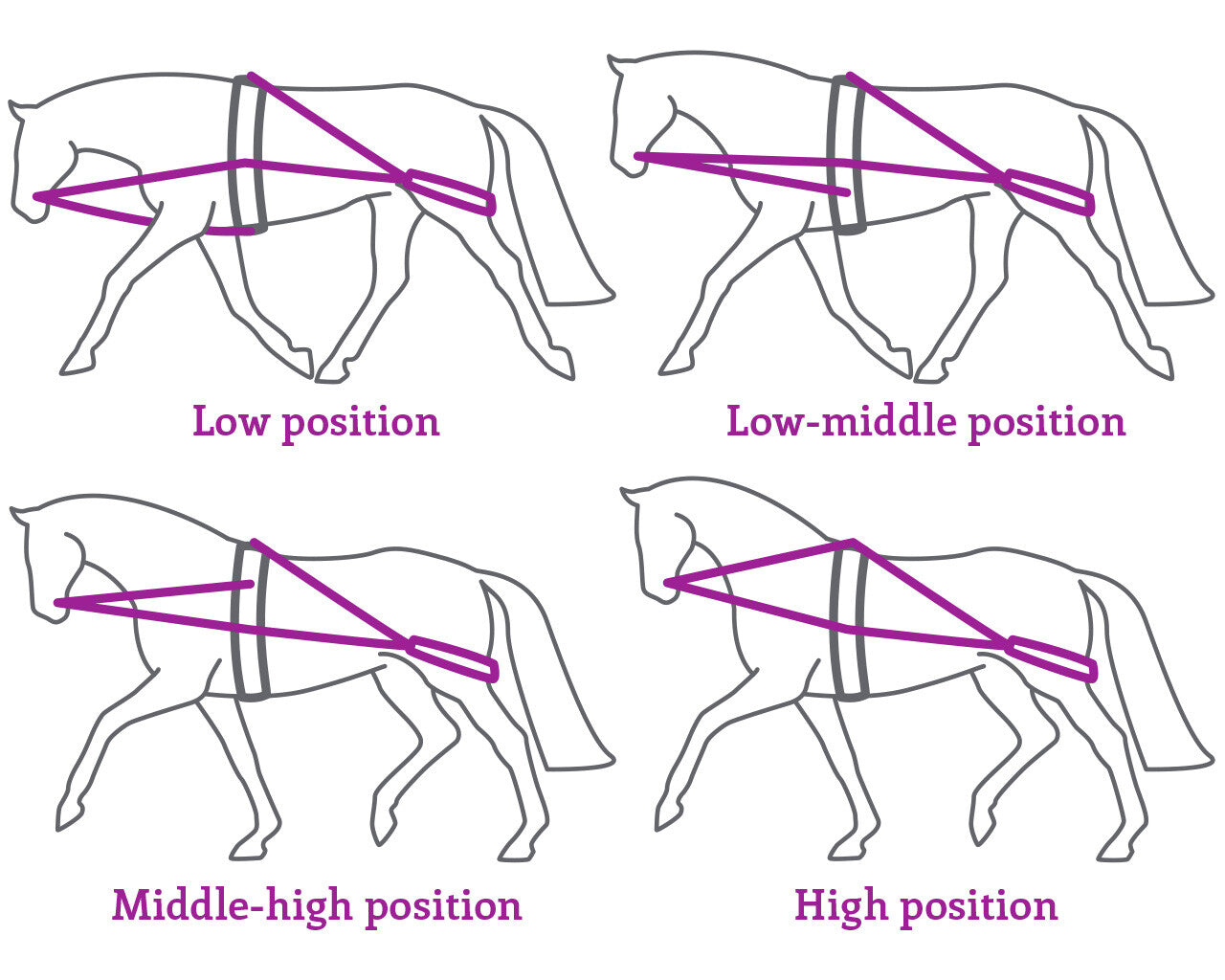 QHP Lunging System