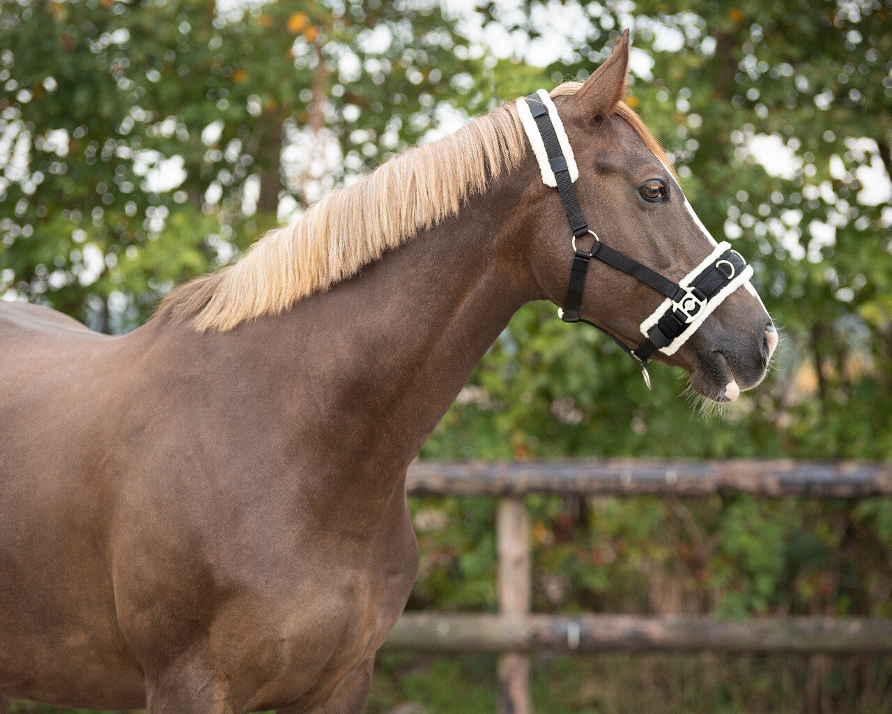 QHP Nylon Lunging Cavesson