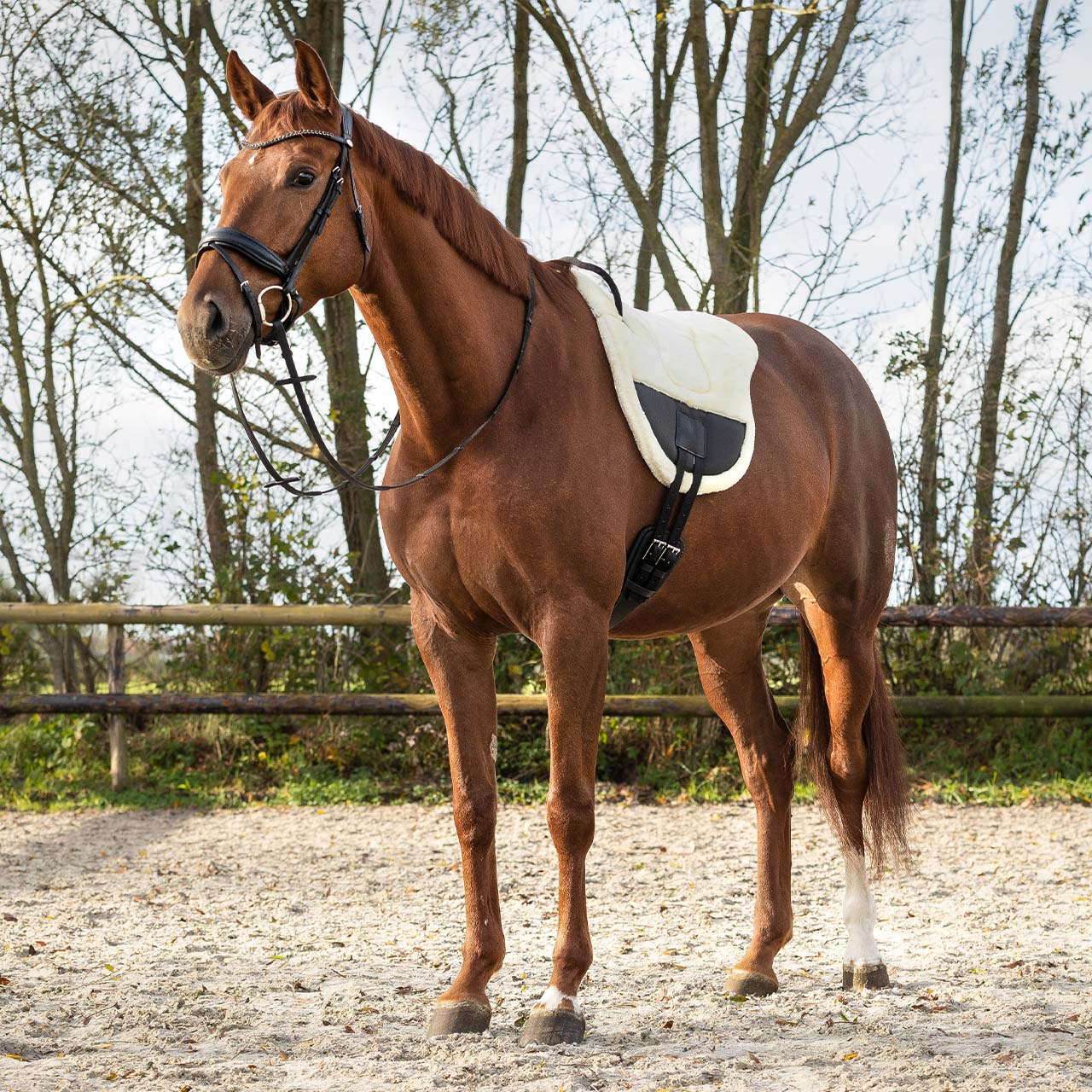 QHP Ontario Bareback Pad