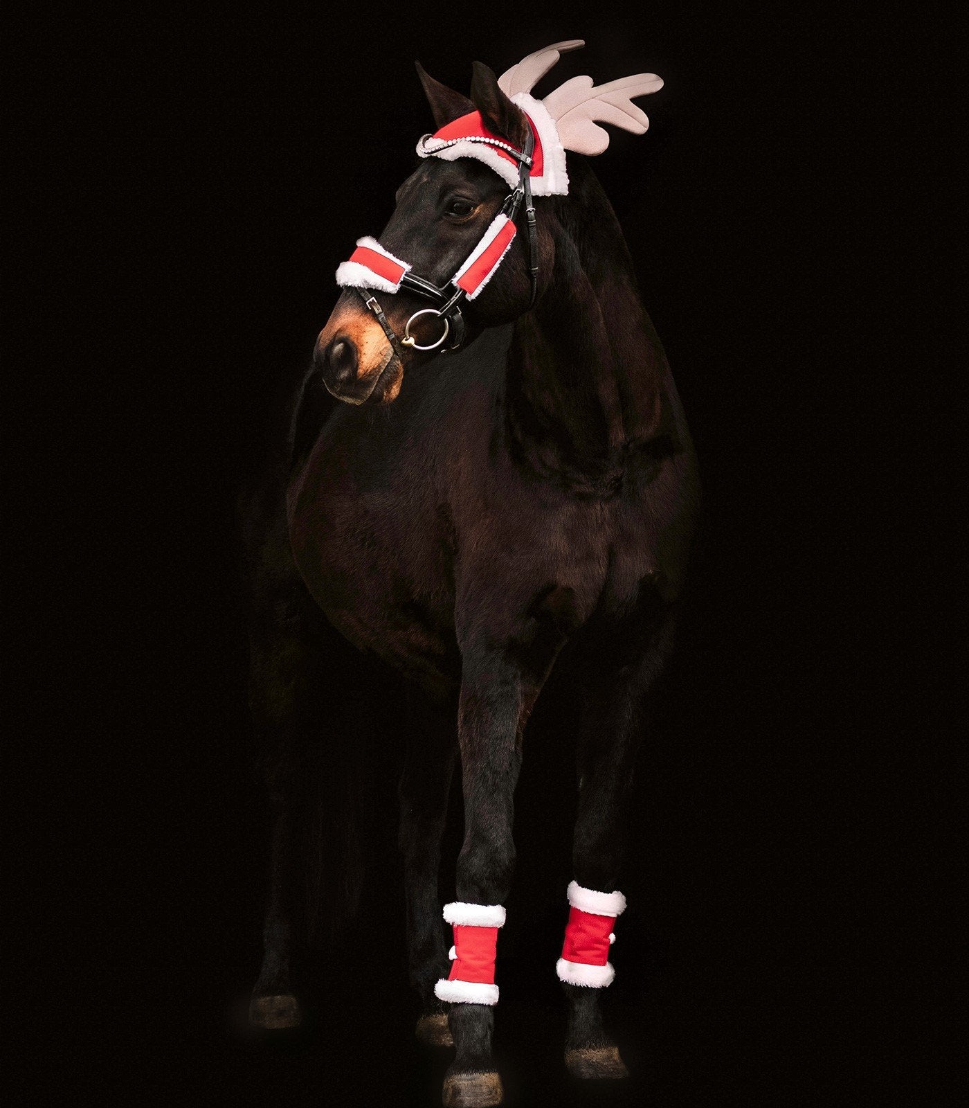 Santa Set for Horses