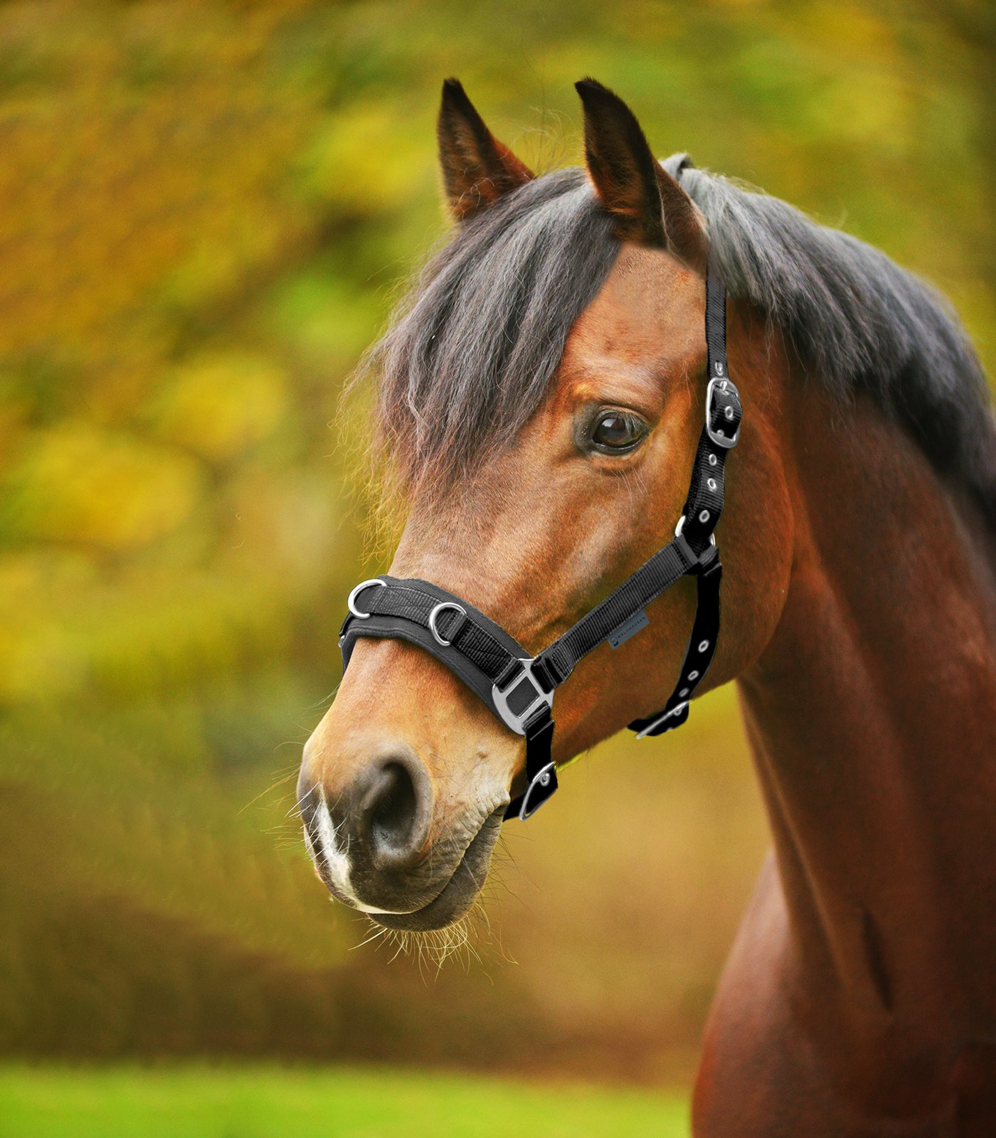 Waldhausen Economy Nylon Lunging Cavesson