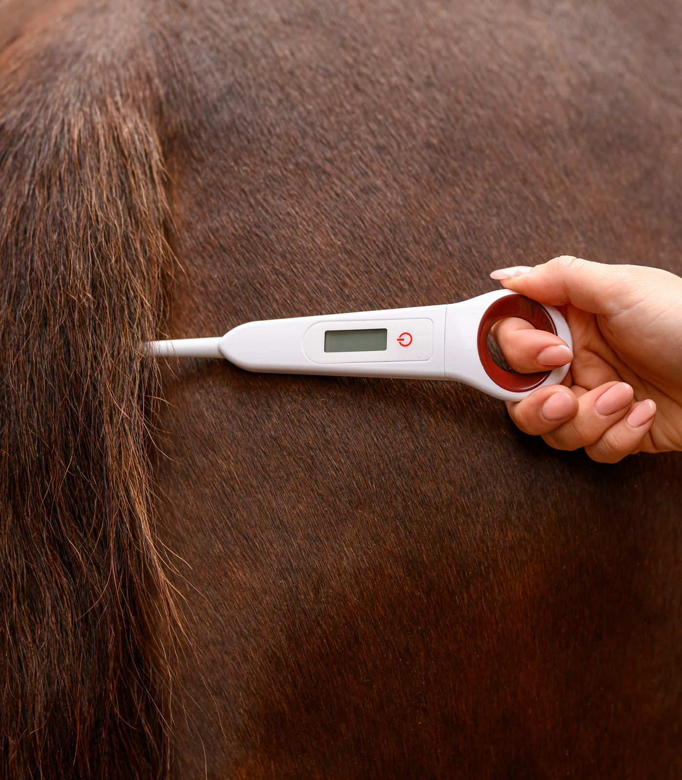 Waldhausen Digital Thermometer