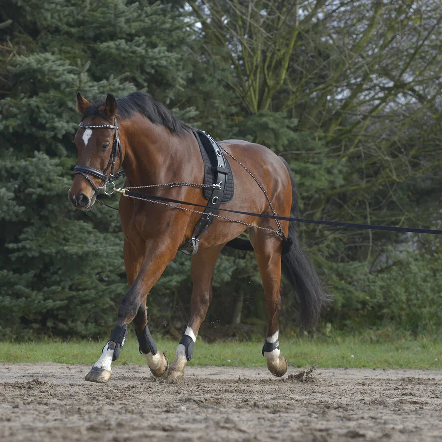 Waldhausen Lunging System