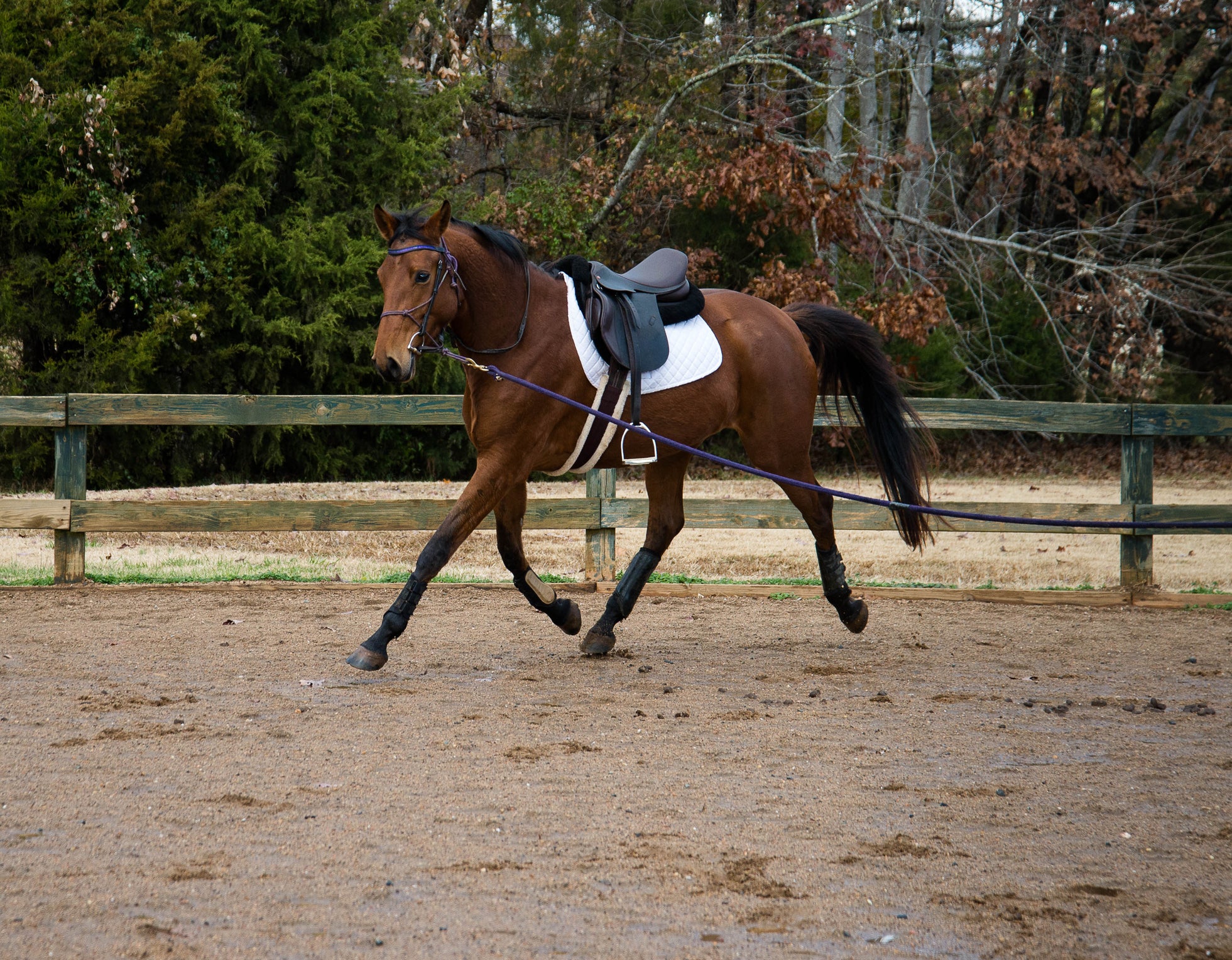 Garnet's Saddlery